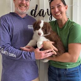 Cupid - Red tri-color female Australian Shepherd puppy in Anthony, Florida from Out of the Blue Aussies