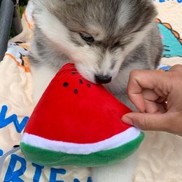 Siberian Husky Puppies from Canace Siberians