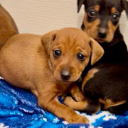Video Fanta - Red female Miniature Pinscher puppy in Eatonton, Georgia from TNT Puppies