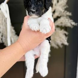 Yoshi- green collar male - Tri-color male Bernedoodle puppy in Salt Lake County, Utah from Coco Avenue Pups
