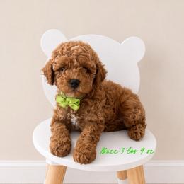 Buzz - Red  male Goldendoodle puppy in Hot Springs, Arkansas from Hot Springs Kennels