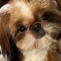 Riggs - Shih Tzu
