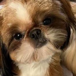 Riggs - Shih Tzu
