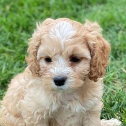 Cavapoos, Cockapoos, and Cocker Spaniels from Britts.Darling.Doodles