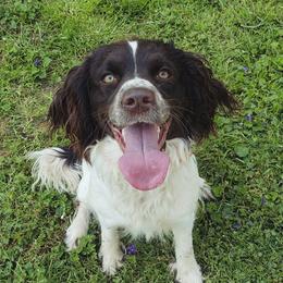 Maze - English Springer Spaniel