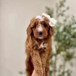 Frosting girl - Red  female Goldendoodle puppy in Rio Linda, California from Plush Doodles