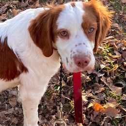 Petey - Brittany