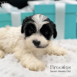 Brookes - Parti male Yorkshire Terrier puppy in Scottsdale, Arizona from Lil Luxe Pups