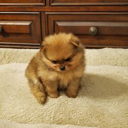 Pomeranian Puppies from Donna's Pomeranians