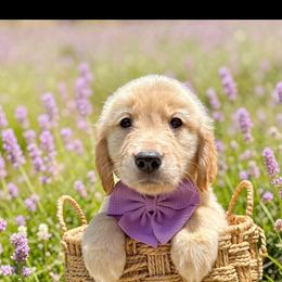Girl 1 - Light golden female Golden Retriever puppy in Plant City, Florida from All shades Golden