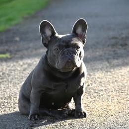 Envy - French Bulldog