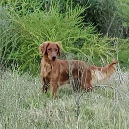 Golden Retriever All Grown Up from Carolina's Goldcountry  Kennel