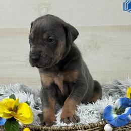 Edmund - Blue Tanpoint - Blue male Great Dane puppy in Morton, Illinois from That Gurl K9s