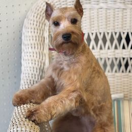 Rubi - Miniature Schnauzer