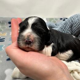 Hero - Black and white male Cocker Spaniel puppy in Cincinnati, Ohio from Abundance of Joy LLC Cocker Spaniels