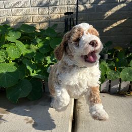 Indy - Yellow and white male Bernedoodle puppy in Sparrows Point, Maryland from Rosie’s Puppies