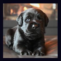 Labrador Retriever Puppies from ROCK CREEK LABRADORS