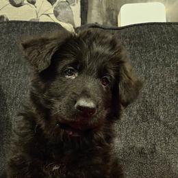 Mr Light Blue - Black male German Shepherd puppy in Newaygo, Michigan from Sterley Shepherds