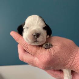 Tizzy - Black and white female English Springer Spaniel puppy in Tupalo, Mississippi from Butterfield Trail Farm
