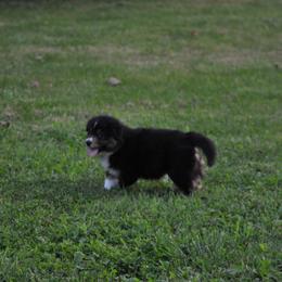 Australian Shepherd Puppies from Platinum Edition
