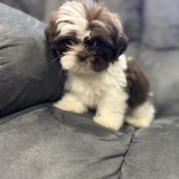 Draco - Liver and white male Shih Tzu puppy in Springfield, Missouri from Lopez Family Tails