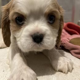 Winston - Blenheim male Cavalier King Charles Spaniel puppy in Tahlequah, Oklahoma from Love Some Dogs Dachshunds & Cavalier King Charles Spaniels,Cavapoos