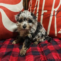 Blitzen - Blue merle male Aussiedoodle puppy in Ririe, Idaho from Diamond H Puppies