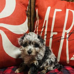 Blitzen - Blue merle male Aussiedoodle puppy in Ririe, Idaho from Diamond H Puppies