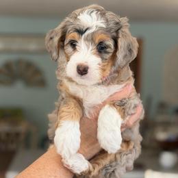 Winterberry - Blue merle female Bernedoodle puppy in Henry, Illinois from Rowe Farms Doodles