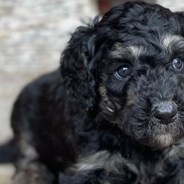 Aussiedoodles, Bernedoodles, and Poodles from Chris Krosschell's Bernedoodles