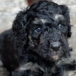 Aussiedoodles, Bernedoodles, and Poodles from Chris Krosschell's Bernedoodles