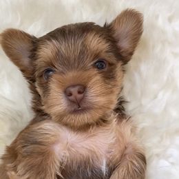 French Bulldog and Yorkshire Terrier Puppies from Casa De Silva LLC