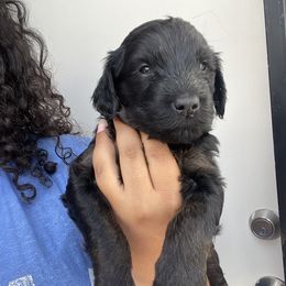 Labradoodle Puppies from Koko's Klub