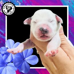 Black - White and black male Dalmatian puppy in Morriston, Florida from OpalOnyx Dalmatians