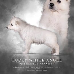 Girl 3 - White female Berger Blanc Suisse puppy in Chestnut, Illinois from Fireside Fernweh