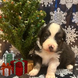 Miniature Australian Shepherd Puppies from Double “B” Cross Ranch