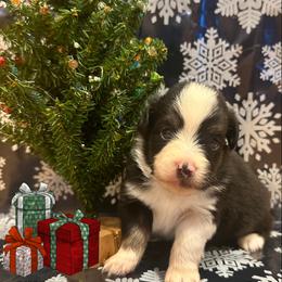 Miniature Australian Shepherd Puppies from Double “B” Cross Ranch