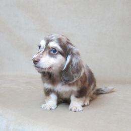 Finn - Dapple male Dachshund puppy in Pana, Illinois from Doxie Waggin Tails