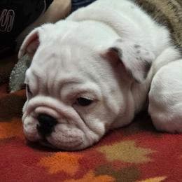 Gomez - Red brindle and white male Bulldog puppy in Laurel, Montana from Bull Mountain Bulldogs