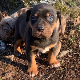 Boy 1 - Black male Catahoula Leopard Dog puppy in Gadsden, Alabama from Rich Cat’s