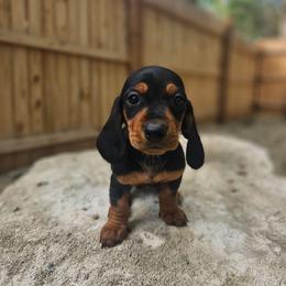Lera - Black and tan female Dachshund puppy in Anaconda, Montana from Montana Country Dachshunds