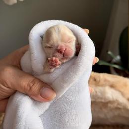Laurent - Cream and white male Shih Tzu puppy in Frederick, Maryland from Shih Tzu Puppy in Maryland