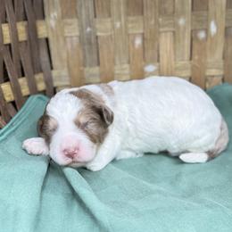Bobby - Parti male Goldendoodle puppy in Rome, Georgia from Victoria’s Designer Doodles