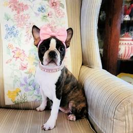 Boston Terrier Puppies from Our Gang Bostons