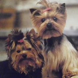 Yorkshire Terriers from Jewel’s Yorkshire Terriers