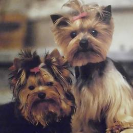 Yorkshire Terriers from Jewel’s Yorkshire Terriers