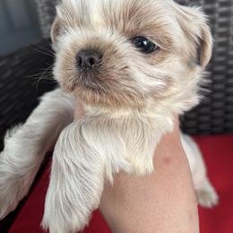Apollo - Cream and white male Shih Tzu puppy in Lakeland, Florida from Sunshine Shih Tzus