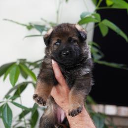 Cora - Sable female German Shepherd puppy in Coarsegold, California from Yosemite Shepherds