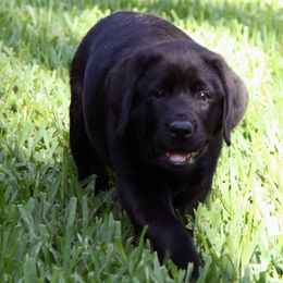 Labrador Retriever Puppies from SoFlo Labradors