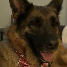 German Shepherds from Schulze German Shepherds
